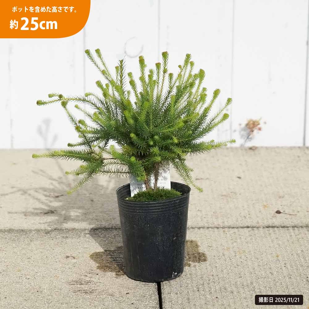 バーセリア ラヌギノーサ 苗 販売 苗木部 By 花ひろばオンライン