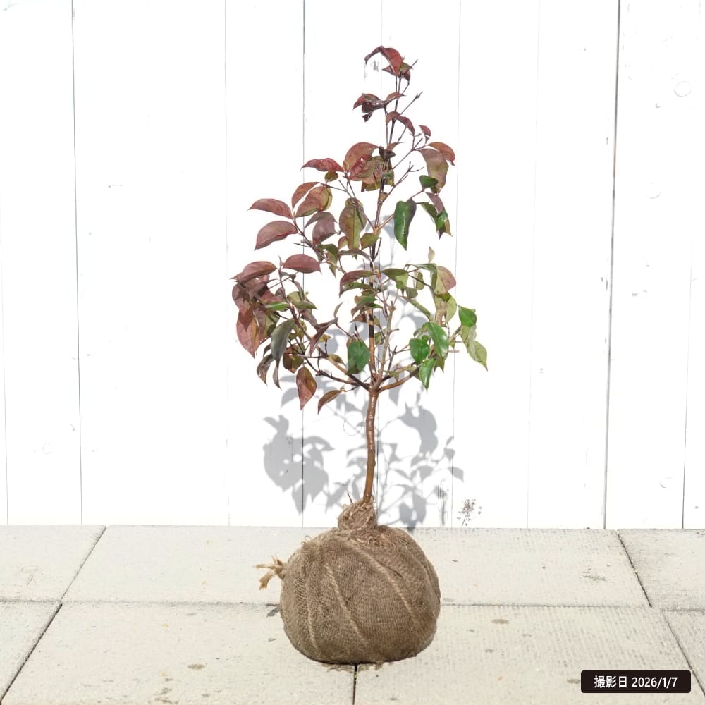 常緑ヤマボウシ ウインターレッドペイジ 苗 おすすめ 苗木部 By 花