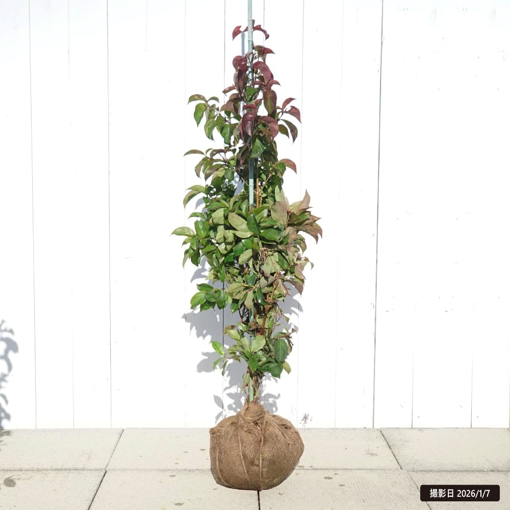 常緑ヤマボウシ ウインターレッドペイジ 1