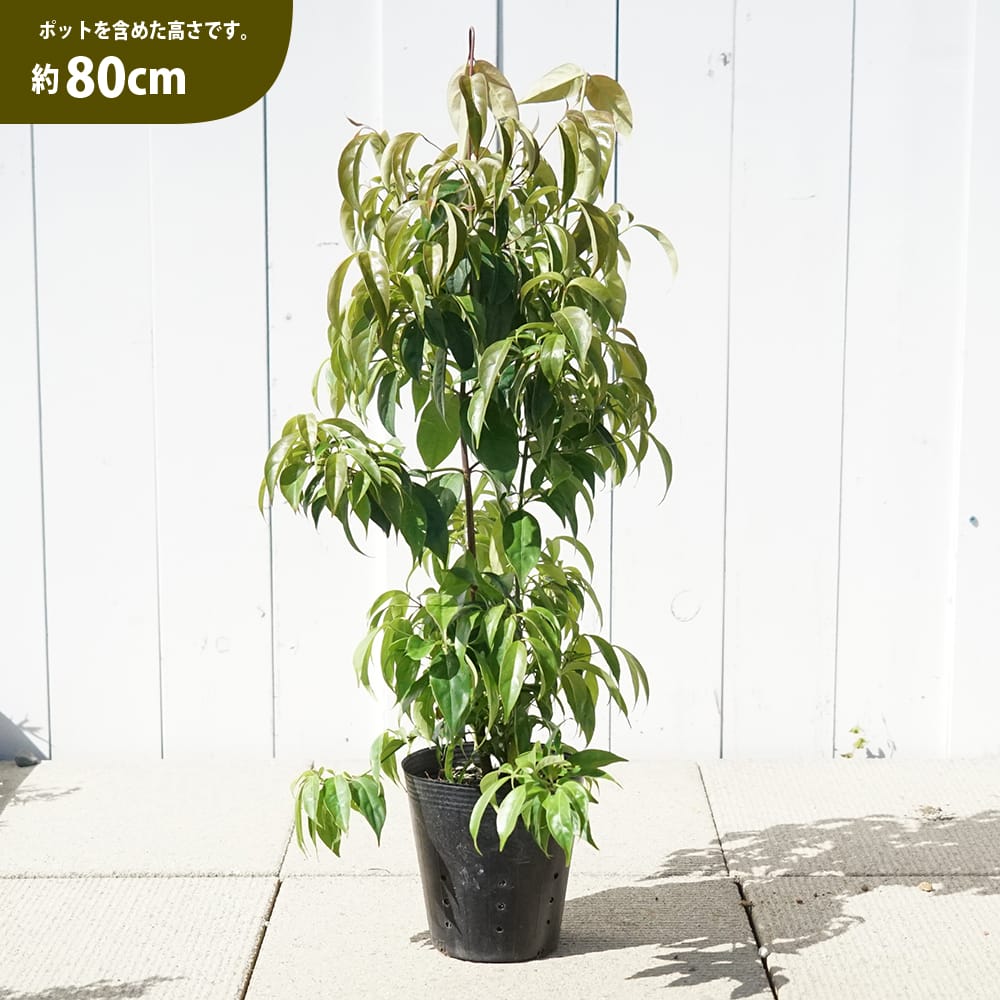 常緑ヤマボウシ ホンコンエンシス 月光 苗 販売 苗木部 By 花ひろば