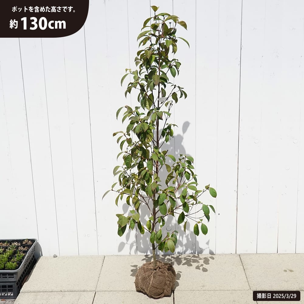 常緑ヤマボウシ 十五夜 苗 育て方 苗木部 By 花ひろばオンライン