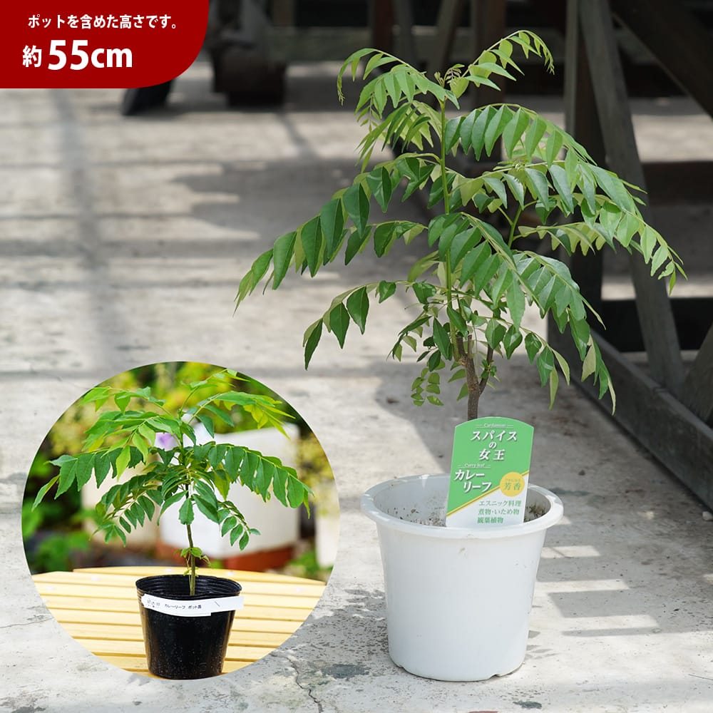 カレーリーフ 苗 おすすめ 苗木部 By 花ひろばオンライン