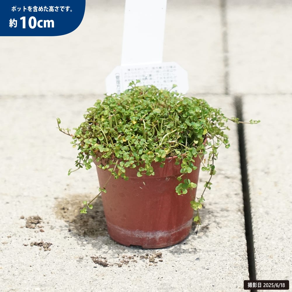 コケサンゴ コケサンゴ（オレンジ） 2