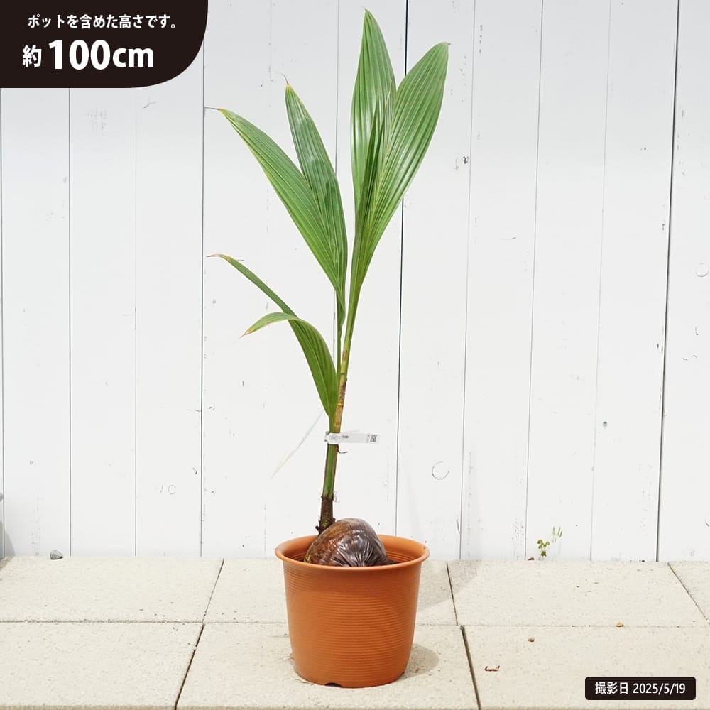 ヤシ ココヤシ 苗 販売 苗木部 By 花ひろばオンライン