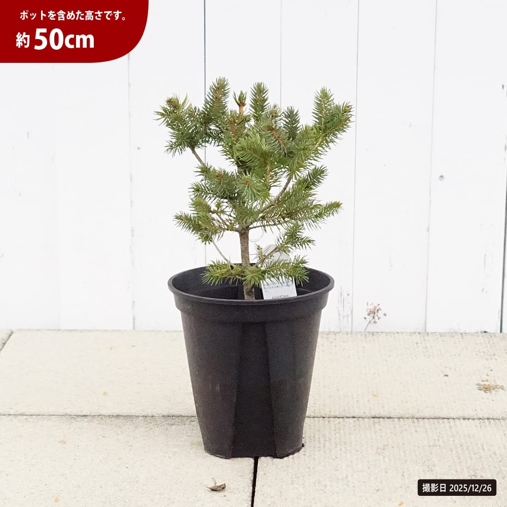 トウヒ ピセアプンゲンス スーパーブルーシードリング 苗 販売 苗木部