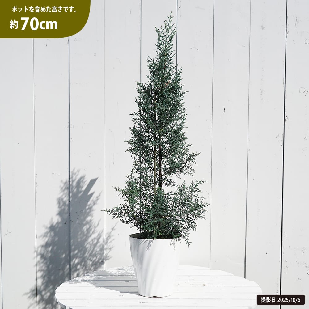 コニファー シャイニングブルー 4