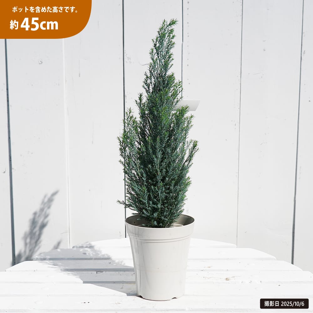 コニファー シルバースター 2