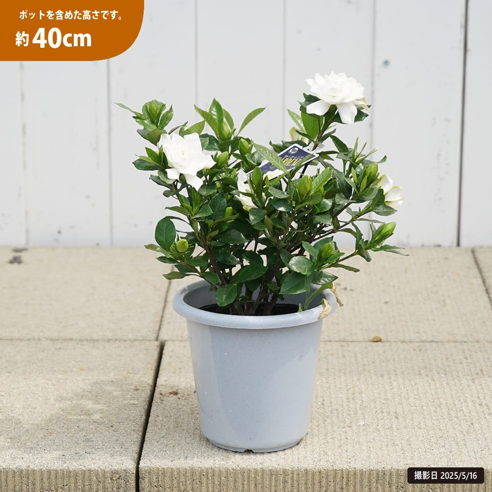 クチナシ ヌマタ 苗 販売 苗木部 By 花ひろばオンライン