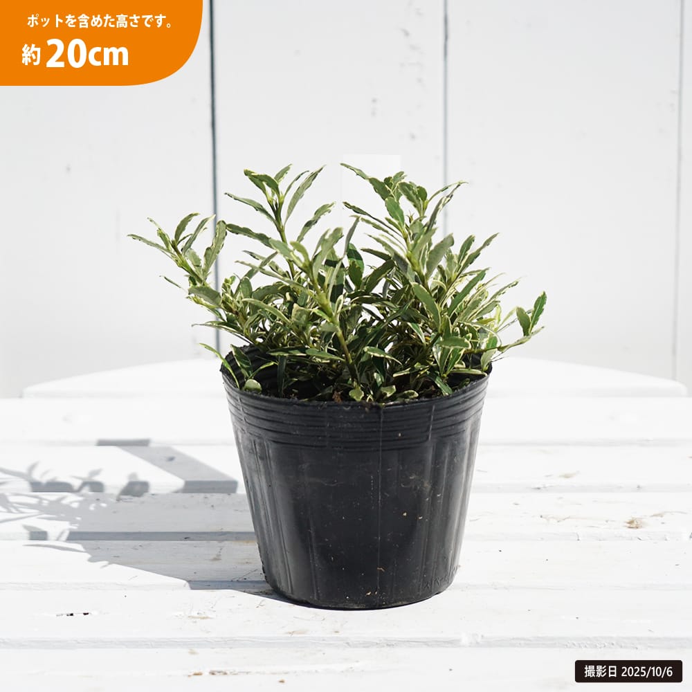 クチナシ　斑入り　15苗で クチナシ 斑入り姫クチナシ 【花木苗 5号／1個売り】｜ 【植物の