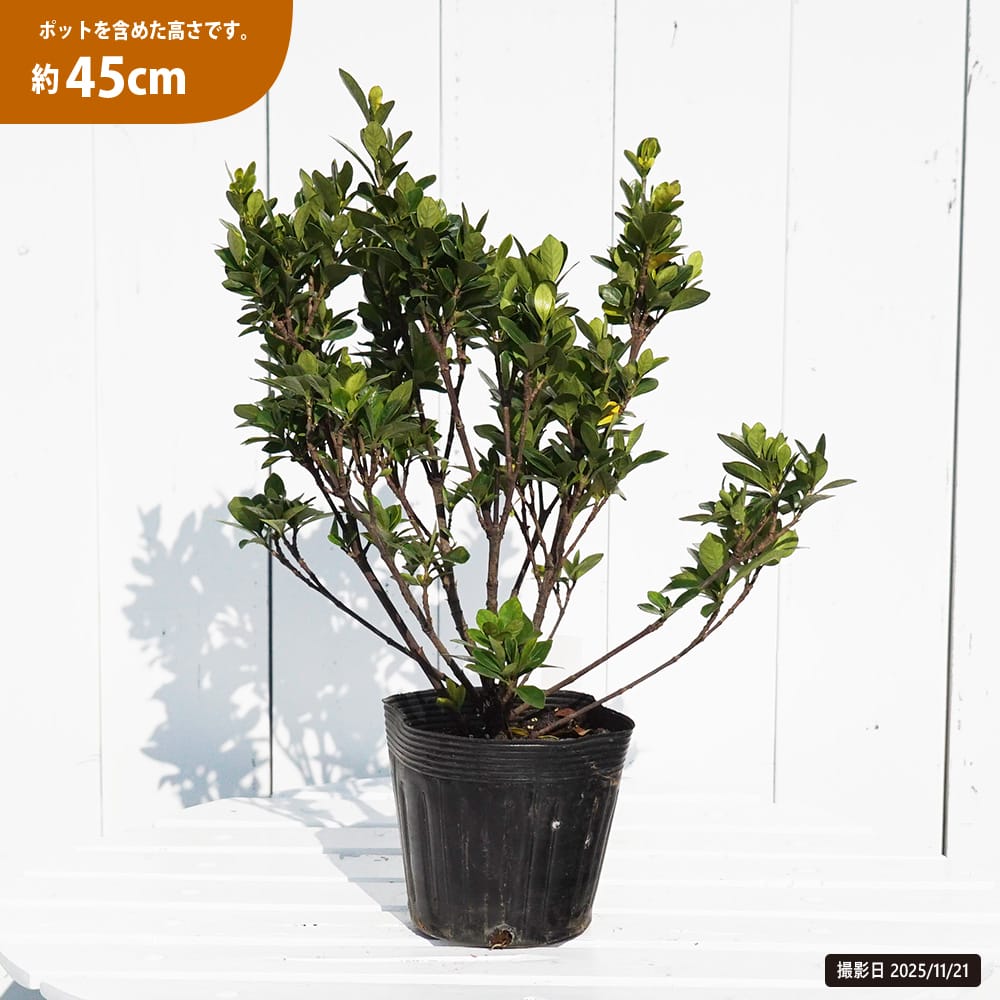 クチナシ ミナリクチナシ 苗 販売 苗木部 By 花ひろばオンライン