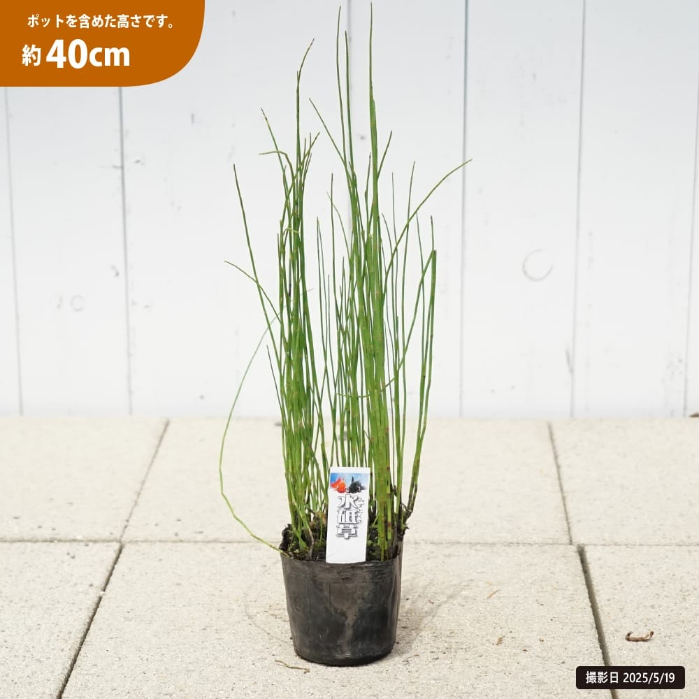 トクサ ミズトクサ 1