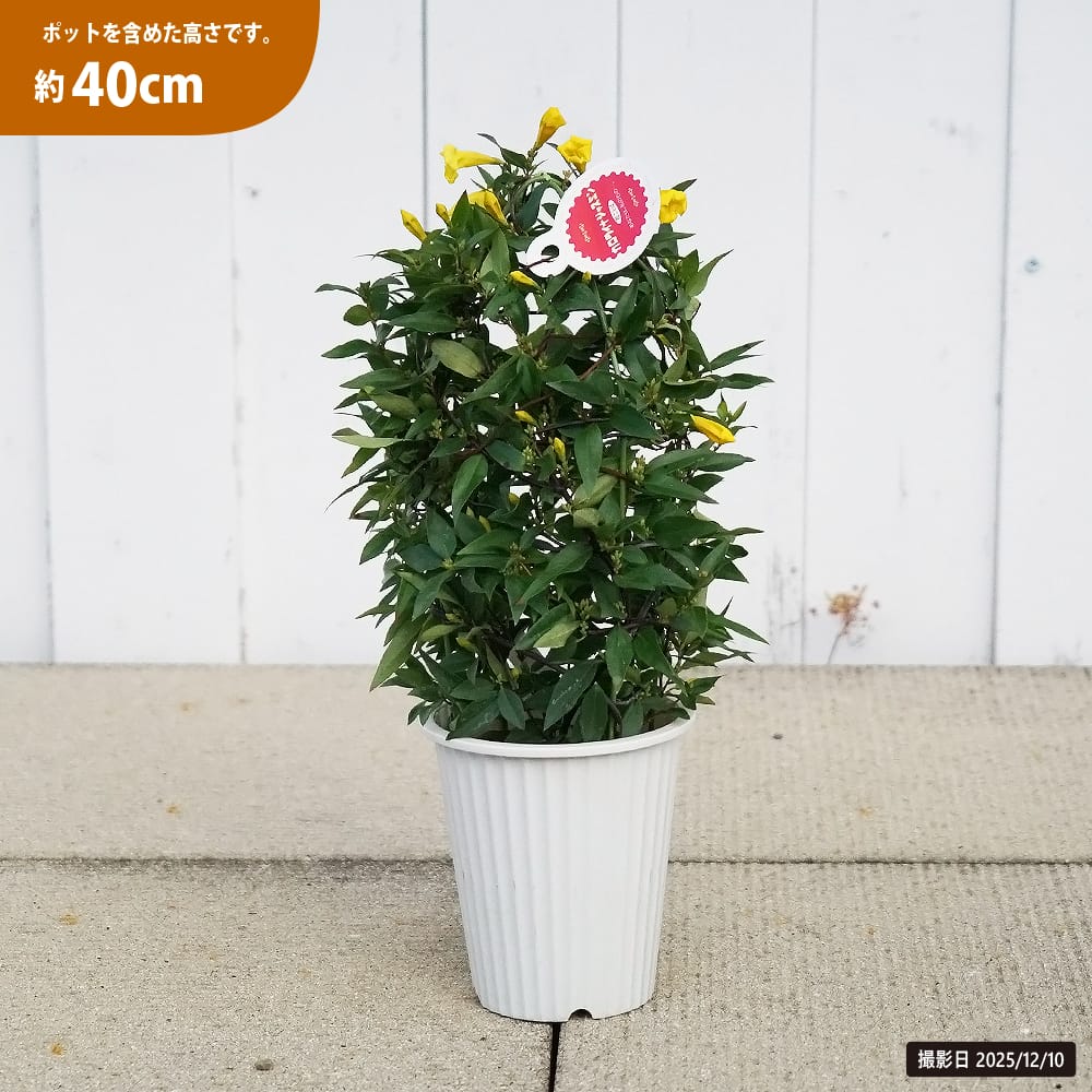 カロライナジャスミン 苗 販売 苗木部 By 花ひろばオンライン