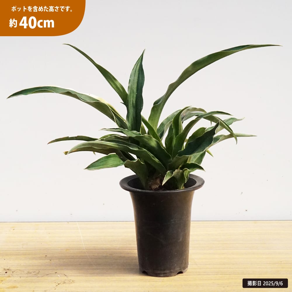 万年青（オモト） 斑入り 苗 販売 苗木部 By 花ひろばオンライン