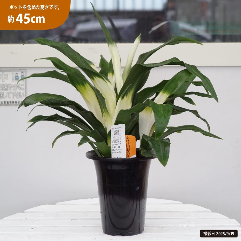 万年青（オモト） あけぼの（宗石）の通販 苗木部 By 花ひろばオンライン