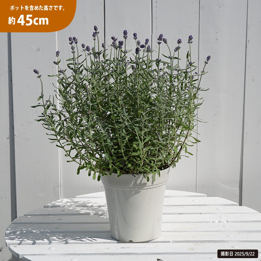 ラベンダー センティヴィアブルー 2