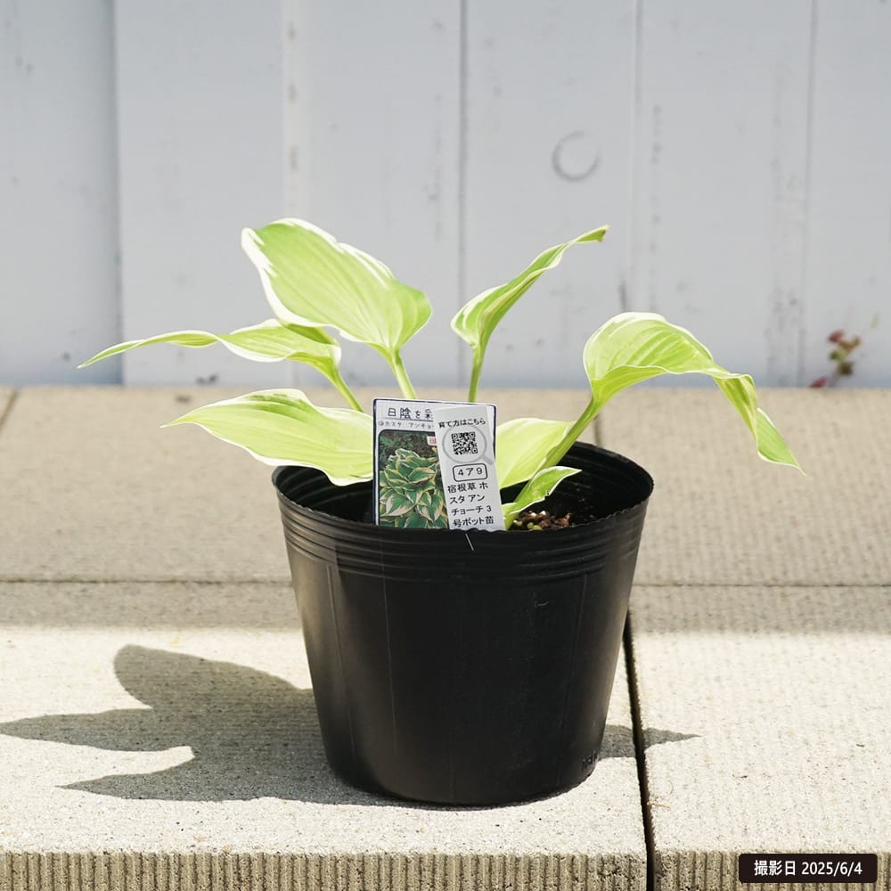 ホスタ ギボウシ アンチョーチ 苗 通販 苗木部 By 花ひろばオンライン