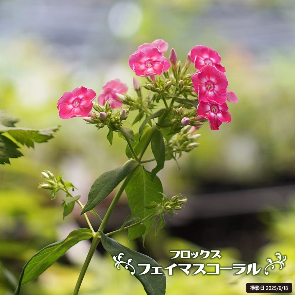 フロックス フェイマスコーラル 