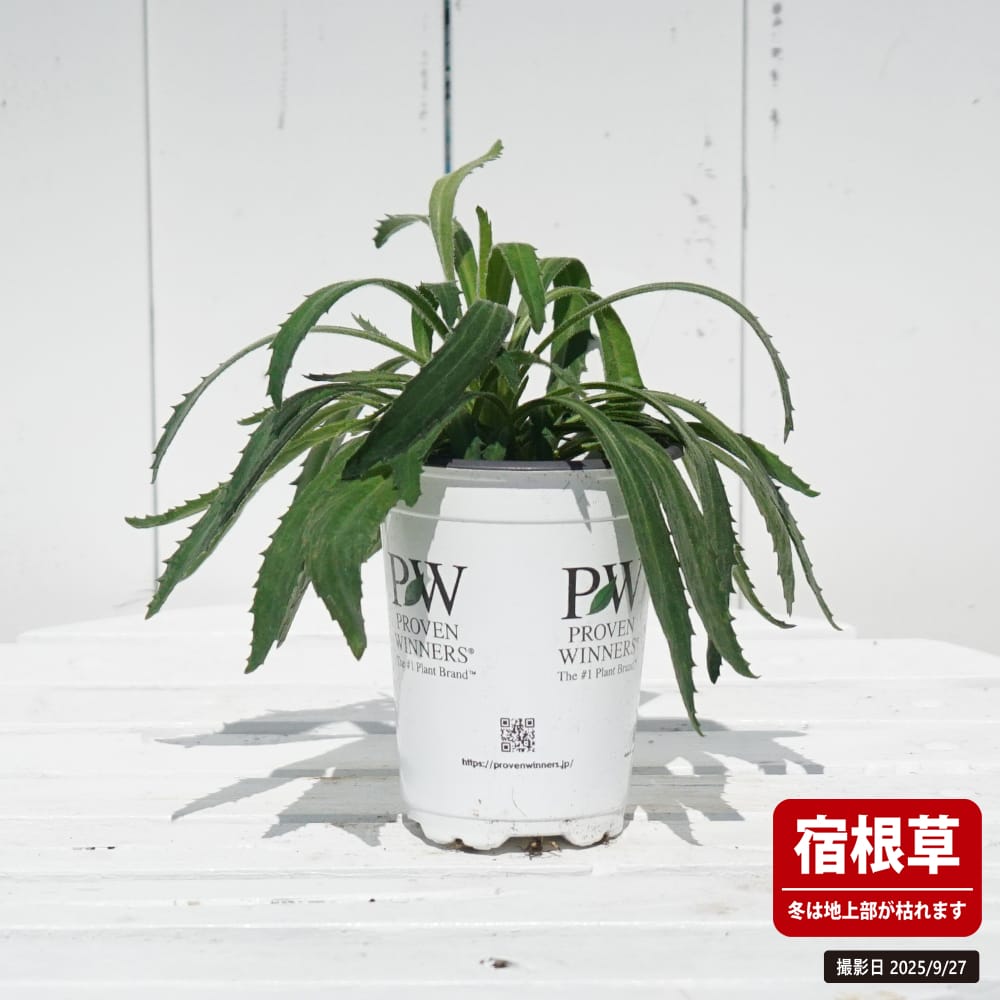 レウカンセマム ミルキーウェイ バナナクリーム 苗 販売 苗木部 By 花