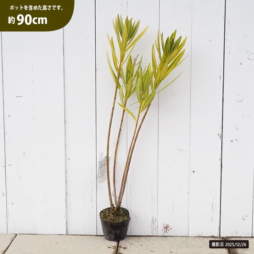 キョウチクトウ 白 苗 販売 苗木部 By 花ひろばオンライン