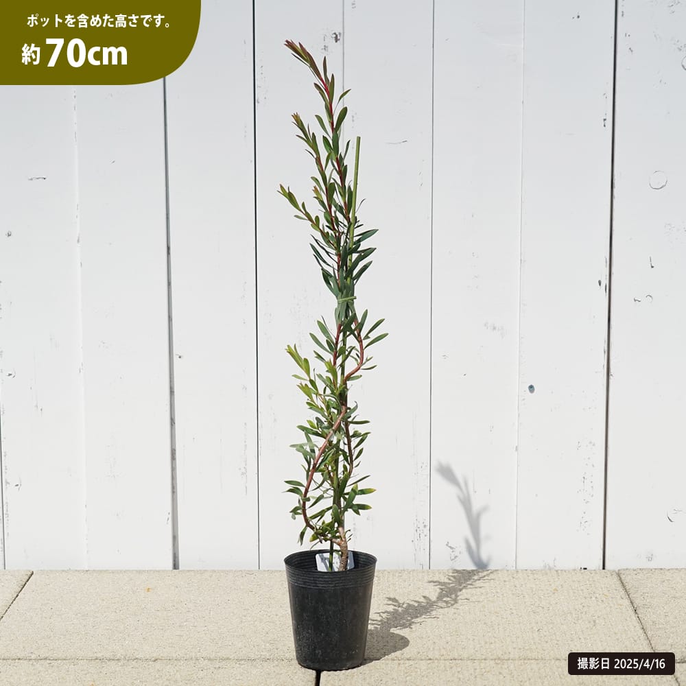 リューカデンドロン エイミー 苗 販売 苗木部 By 花ひろばオンライン