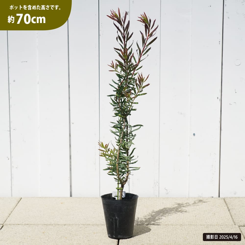 リューカデンドロン ジプシーレッド 苗 販売 苗木部 By 花ひろばオンライン