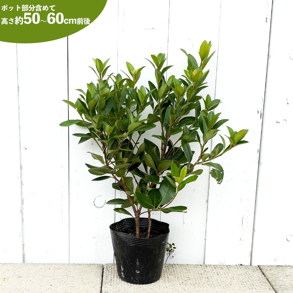 シャリンバイ マルバシャリンバイ 苗 販売 苗木部 By 花ひろばオンライン