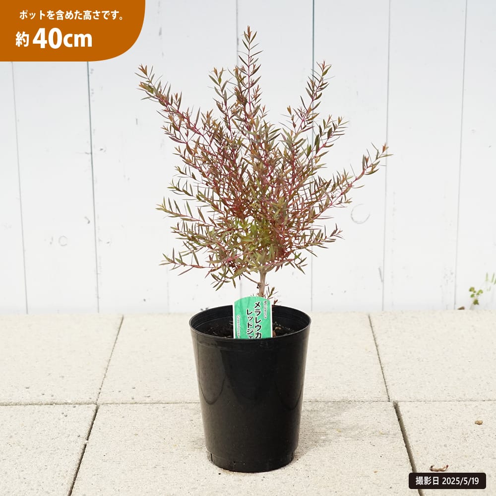 メラレウカ レッドジェム 苗 通販 苗木部 By 花ひろばオンライン