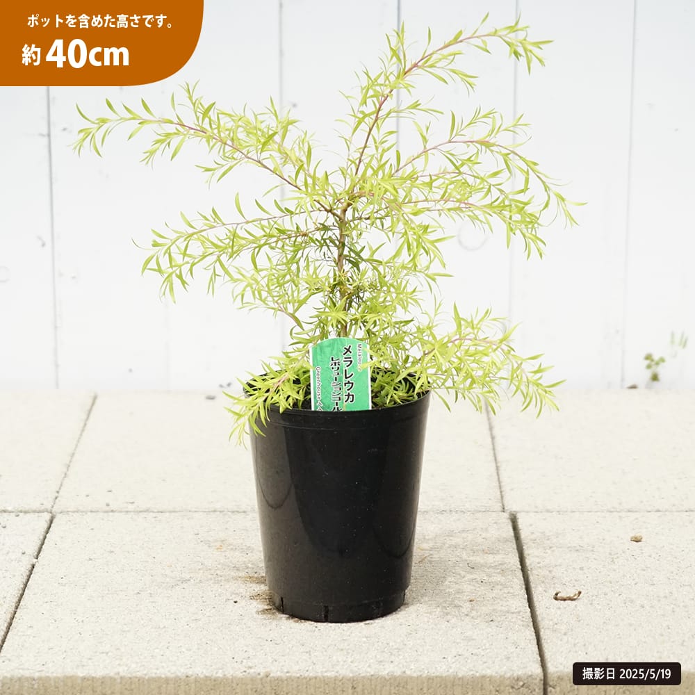 メラレウカ レボリューションゴールド 苗 おすすめ 苗木部 By 花ひろば