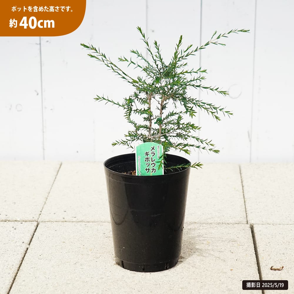 メラレウカ ギボッサ 苗 販売 苗木部 By 花ひろばオンライン