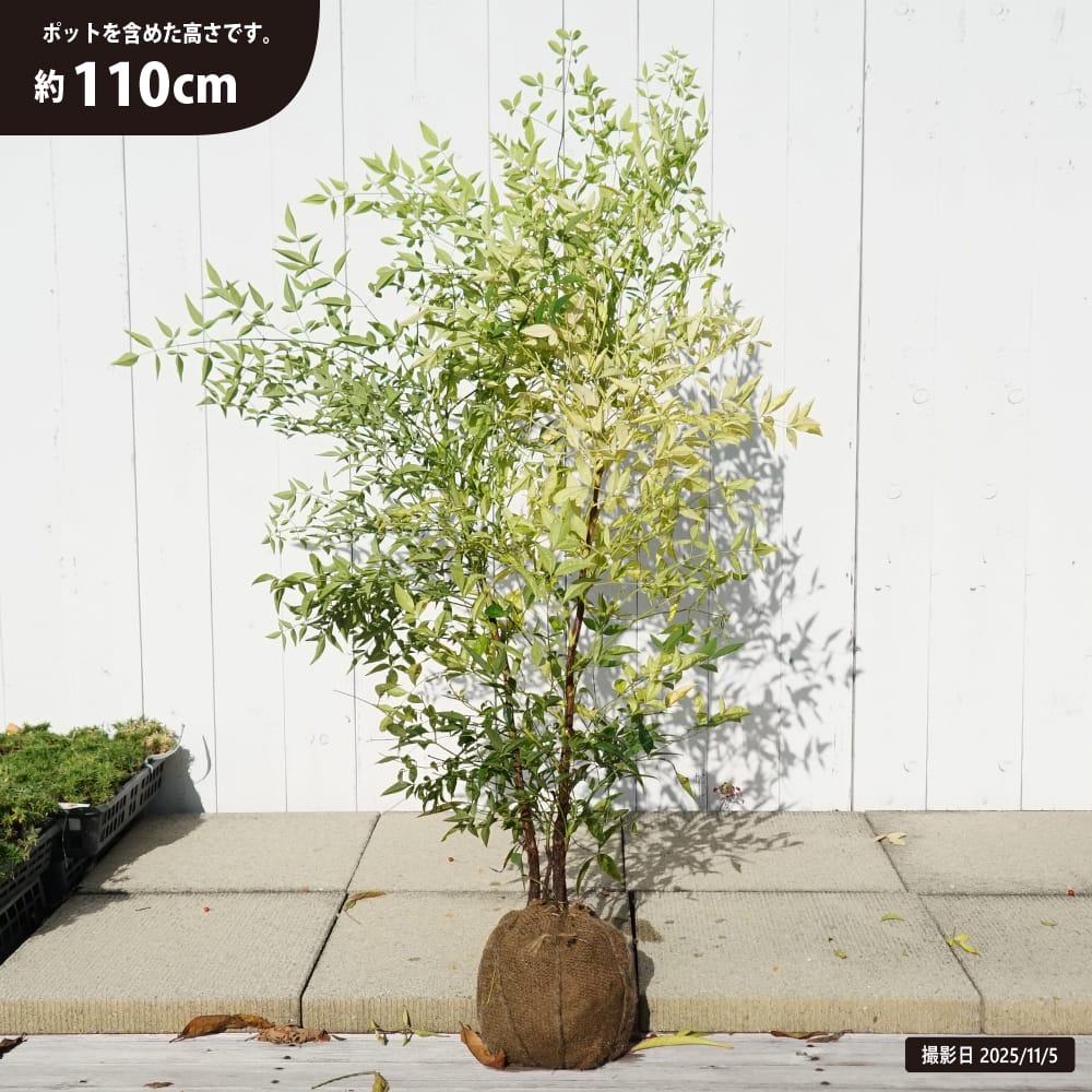 シロナンテン 苗 販売 苗木部 By 花ひろばオンライン