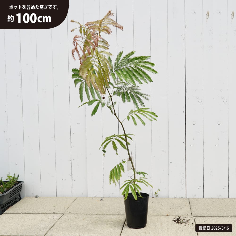 ネムノキ エバーフレッシュ 苗 通販 苗木部 By 花ひろばオンライン