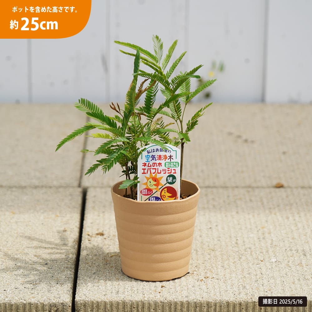 ネムノキ エバーフレッシュ 1