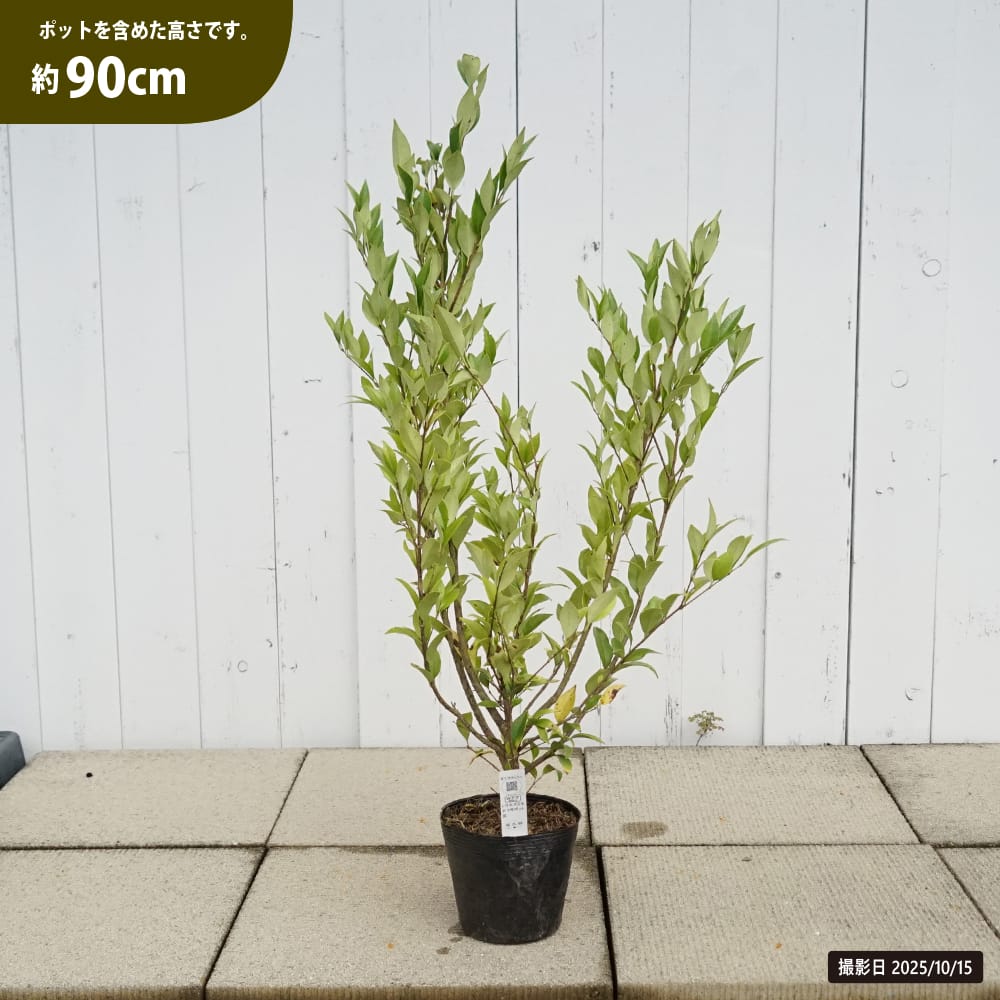 トウネズミモチ 苗 販売 苗木部 By 花ひろばオンライン