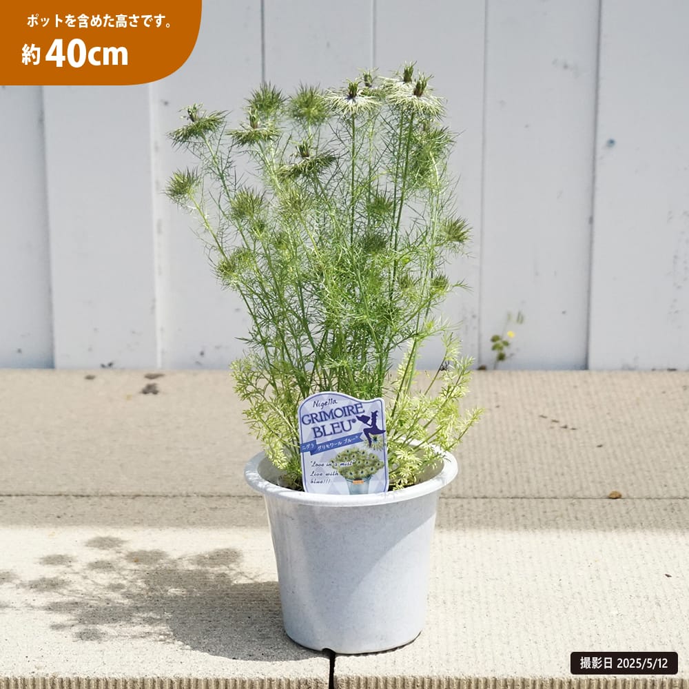 ニゲラ グリモアブルー 1