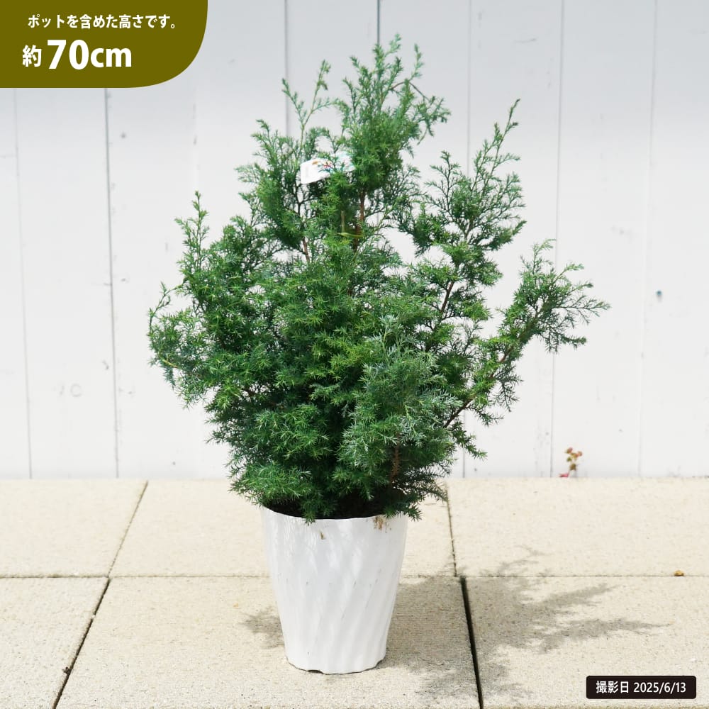 ヒムロスギ 苗 販売 苗木部 By 花ひろばオンライン