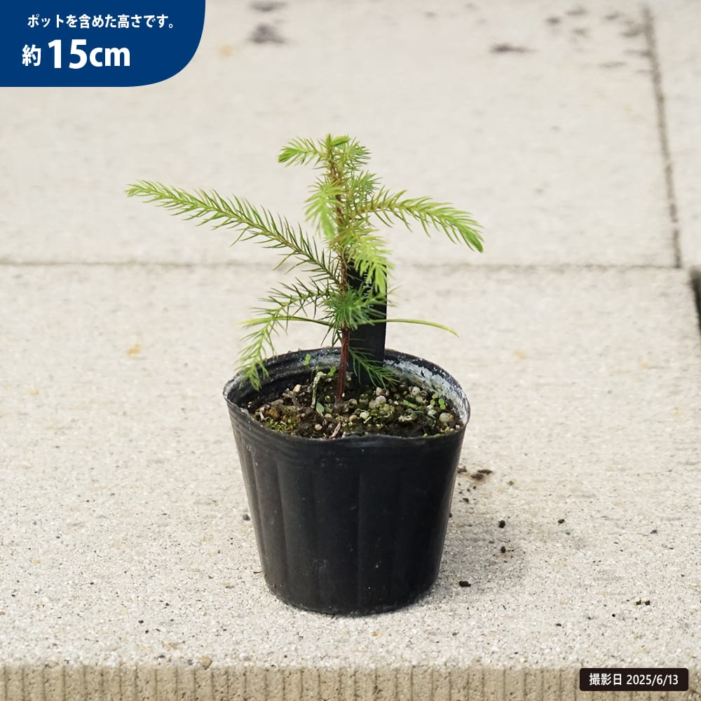 ナンヨウスギ 苗 販売 苗木部 By 花ひろばオンライン