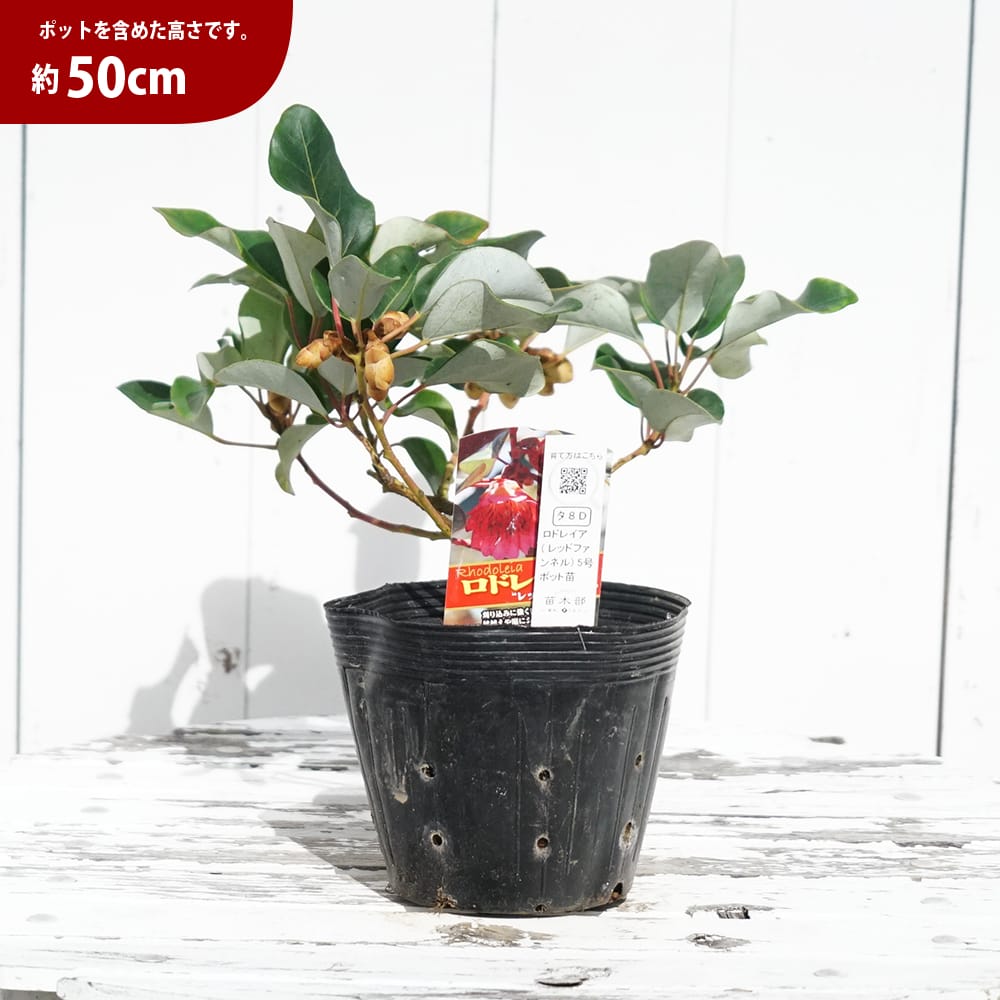 ロドレイア ヘンリー レッドファンネル 苗 通販 苗木部 By 花ひろば