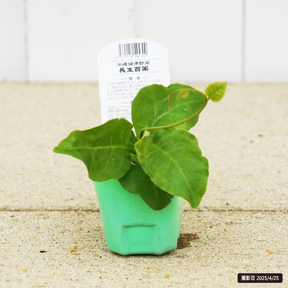 おかわかめ 苗 販売 苗木部 By 花ひろばオンライン