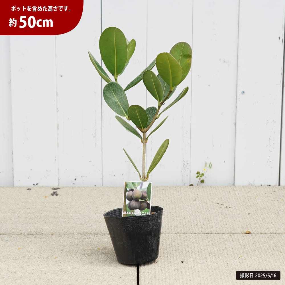 マダガスカルオリーブ 苗 販売 苗木部 By 花ひろばオンライン