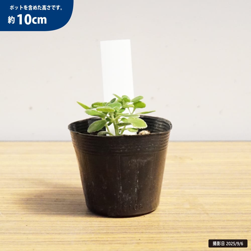 アロマティカス キューバンオレガノ 苗 販売 苗木部 By 花ひろばオンライン