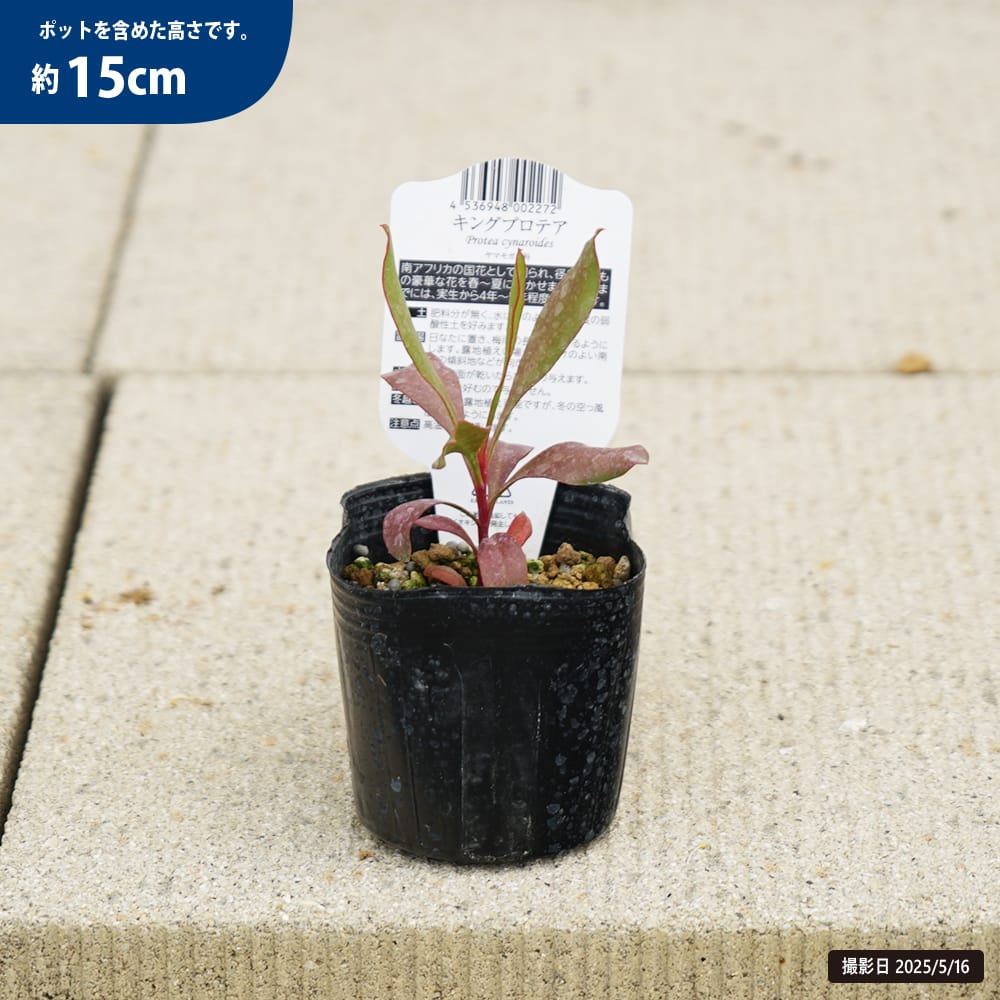 プロテア キングプロテア 苗 販売 苗木部 By 花ひろばオンライン