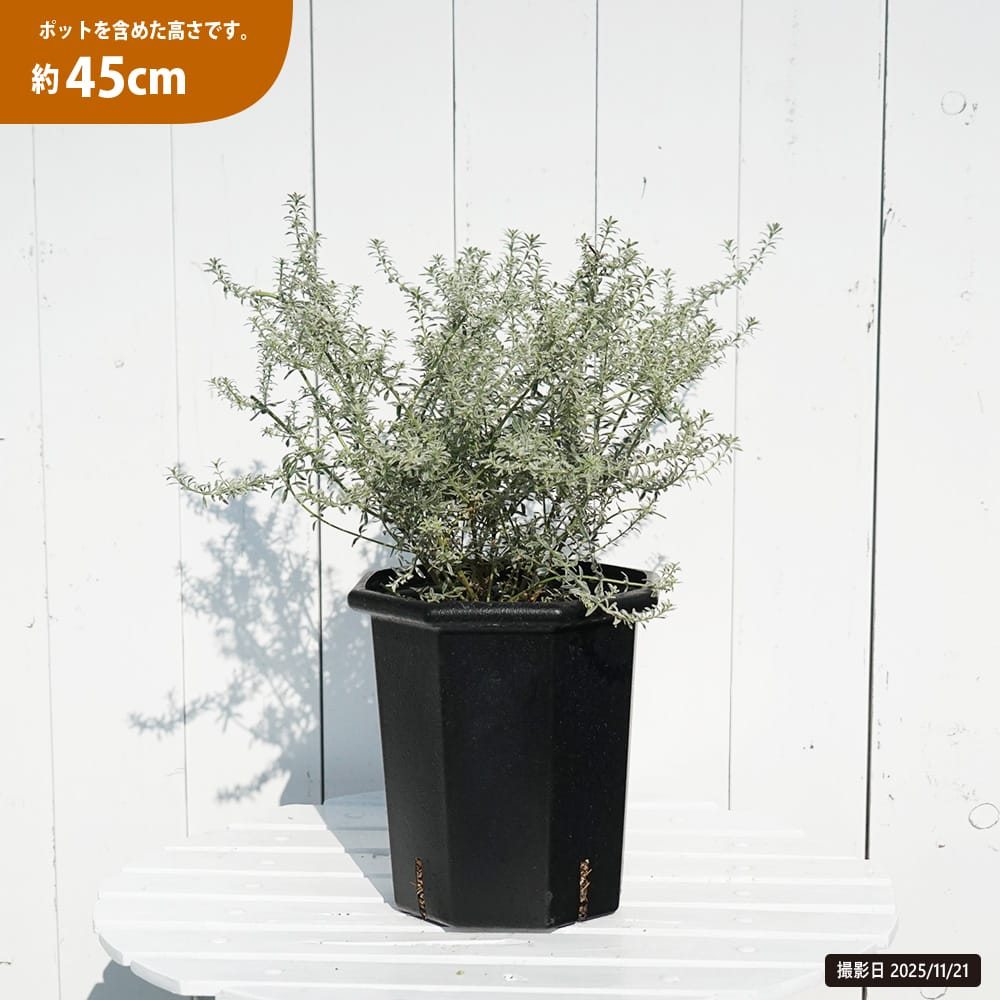 ウエストリンギア スモーキーホワイト 苗 おすすめ 苗木部 By 花ひろば