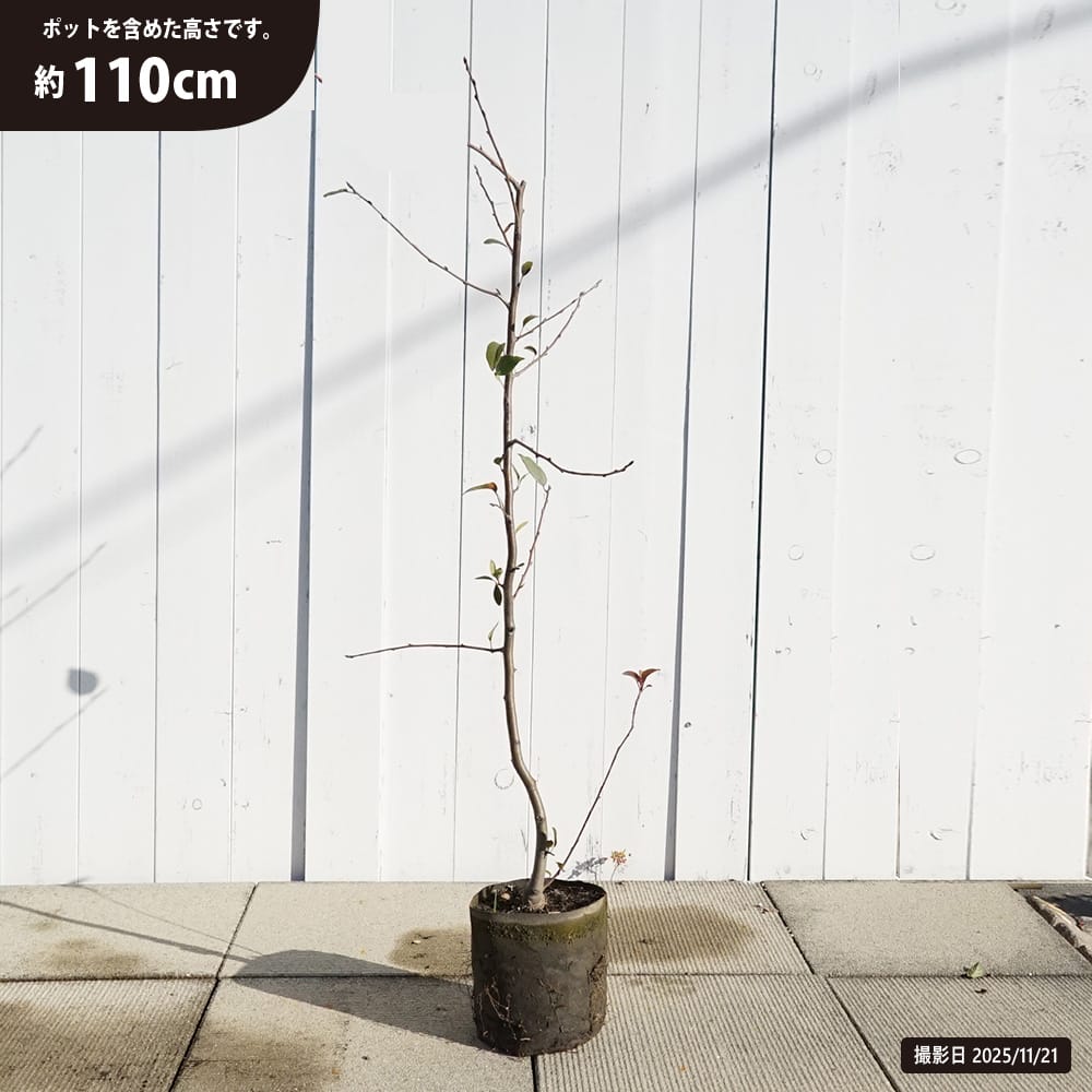 クロモジ 苗 販売 苗木部 By 花ひろばオンライン