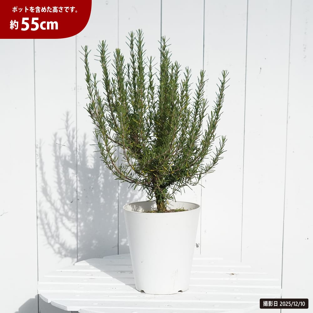 ローズマリー マリンブルー 1