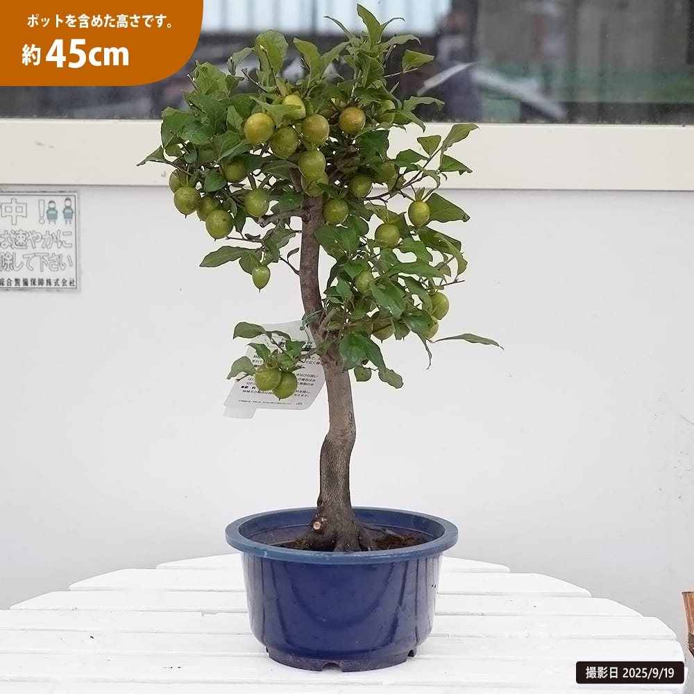 老爺柿 赤実 苗 販売 苗木部 By 花ひろばオンライン