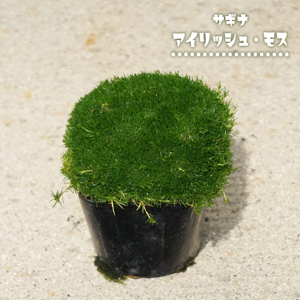 サギナ アイリッシュモス／スコッチモス 苗 販売 苗木部 By 花ひろば
