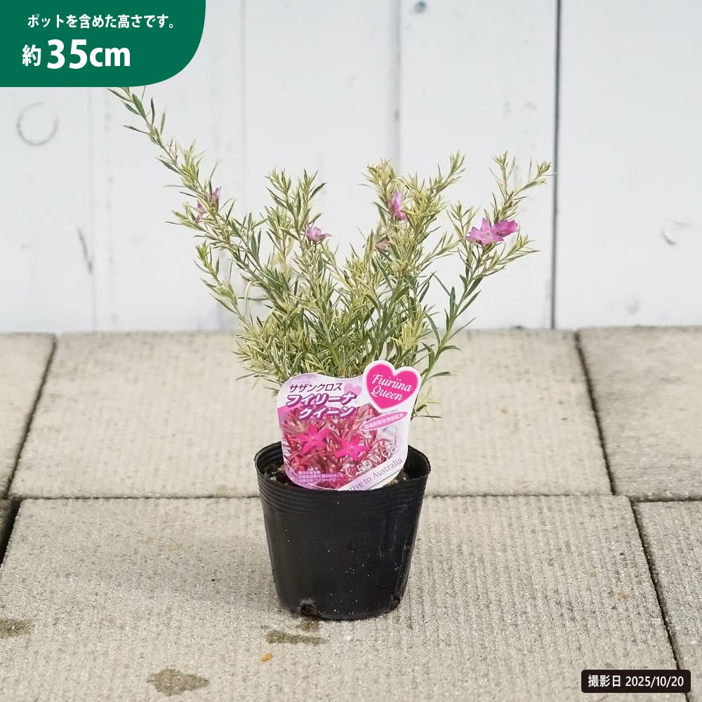 サザンクロス フイリーナクイーン 苗 販売 苗木部 By 花ひろばオンライン