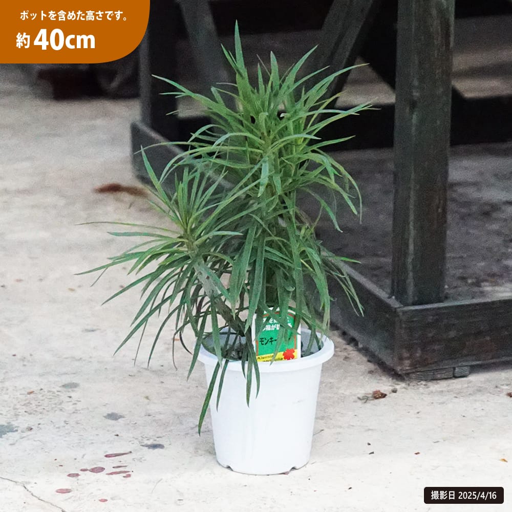 セネシオクレイニア ライムグリーン 苗 通販 苗木部 By 花ひろばオンライン