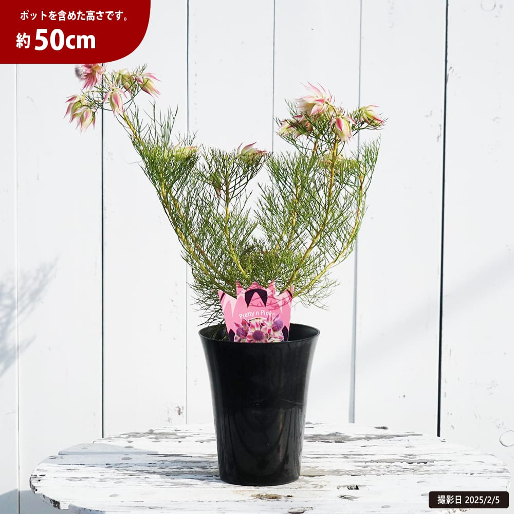 セルリア プリティピンク 苗 販売 苗木部 By 花ひろばオンライン