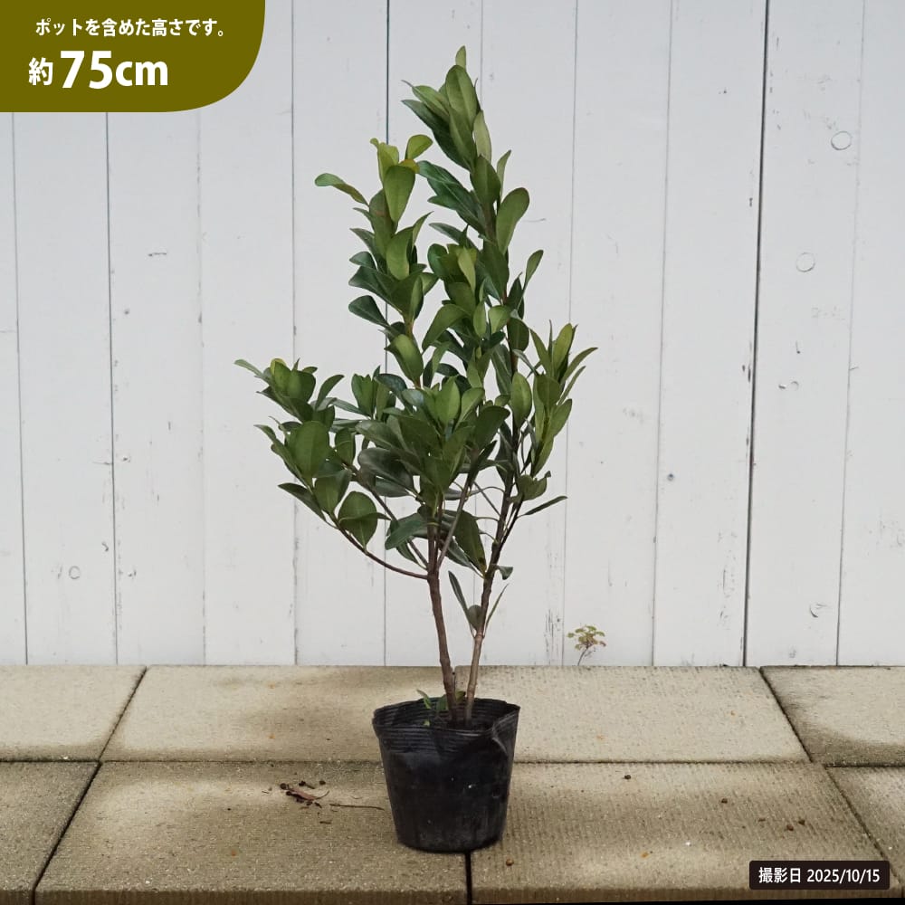 シャリンバイ マルバシャリンバイ 苗 通販 苗木部 By 花ひろばオンライン